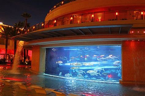 Shark Tank At The Golden Nugget Pool | Downtown las vegas, Las vegas trip, Vegas hotel