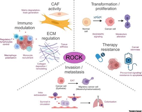 Preclinical to clinical utility of ROCK inhibitors in cancer: Trends in ...