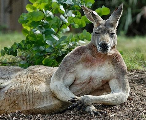 Create meme "funny kangaroo, muscular kangaroo , kangaroo animals ...