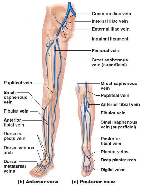 Image result for iliac veins | Veins, Image