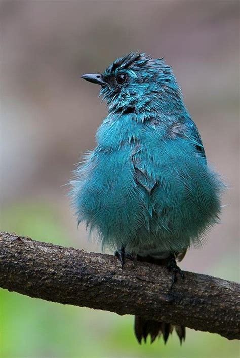 9 best Birds of Georgia images on Pinterest | Backyard birds ...