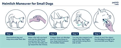 Heimlich Maneuver for Small Dogs | Pashudhan praharee