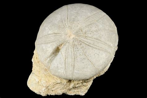 3.55" Jurassic Sea Urchin (Clypeus) Fossil - England (#177050) For Sale ...