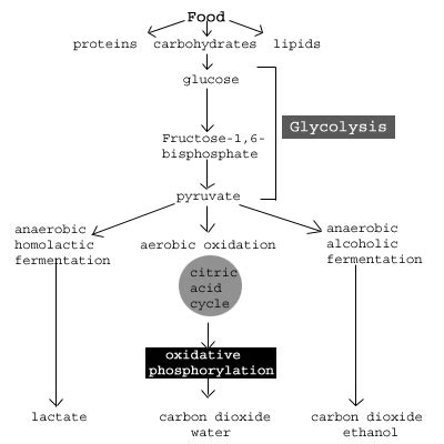 Biology: Glikolisis