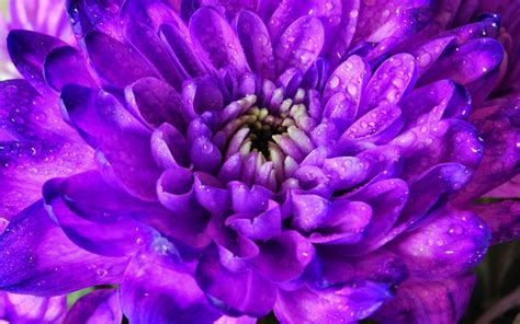 06-24-purple-chrysanthemum | A purple Chrysanthemum. | Flickr