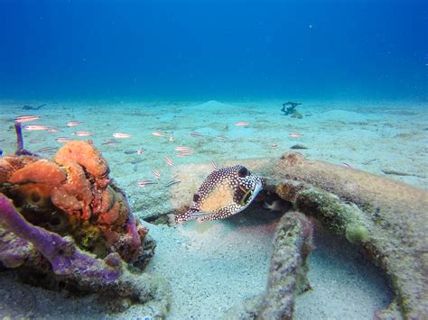 Catalina Island Diving & Snorkeling in the Dominican Republic