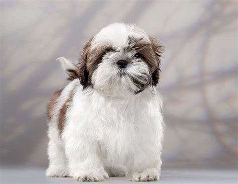 Shih Tzu | Dog Breed Information & Facts - Pictures | Pets Feed