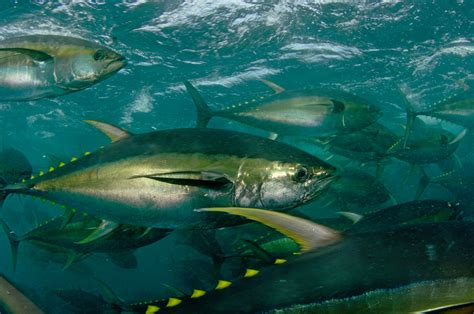 WWF Position for the 25th Session of the Indian Ocean Tuna Commission | WWF