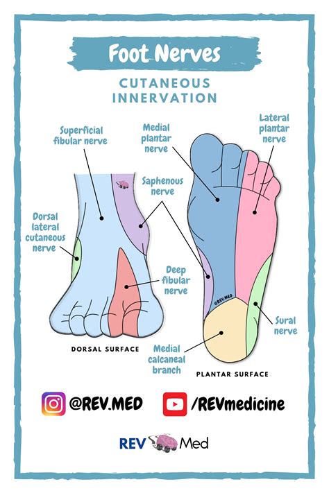 Cutaneous innervation refers to the area of the skin supplied by a specific nerve. ⁣⁣These ...