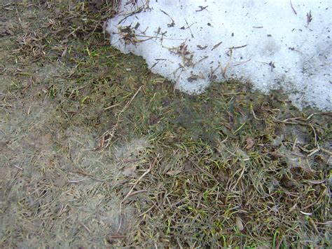 CO-Horts: Does Snow Cover Cause Snow Mold in Lawns? Yes....and no...