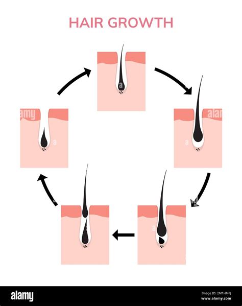 Hair growth cycle skin. Follicle anatomy anagen phase, hair growth ...