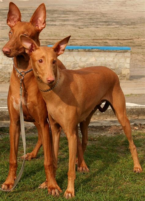 Pharaoh Hound - Razas perros