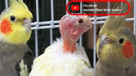 Natural Treatment for All Birds Diseases || Best Birds Lovers - YouTube