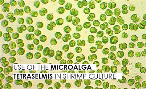 The Aquaculturists: Use of the microalga Tetraselmis in shrimp culture