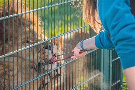 Lion Experience UK • Lion Feeding at Folly Farm