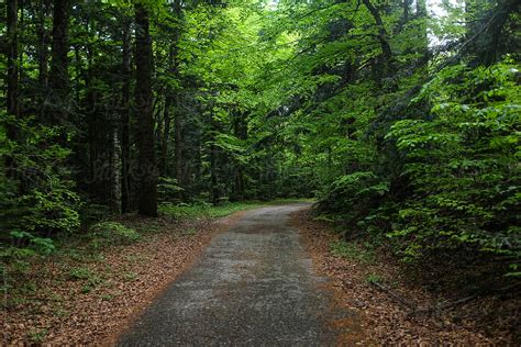 "Empty Road Through Green Forest" by Stocksy Contributor "Paul Schlemmer" - Stocksy