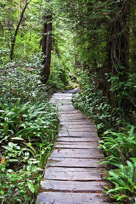 Calming Forest Pathway Photograph by Ron Miles - Fine Art America