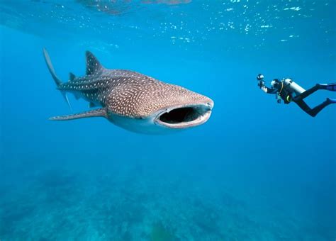 Swimming With Whale Sharks In Mexico • Travel Tips