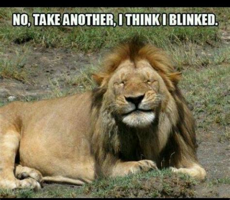 12 best Lions images on Pinterest | Funny animals, Big cats and Funny ...