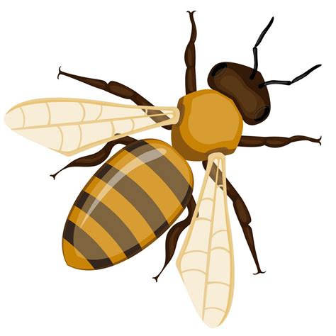 realistic honey bee - Clipart World