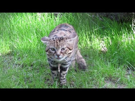 How old is Gaia, the black-footed cat? Utah’s Hogle Zoo welcomes the deadliest cat on the planet