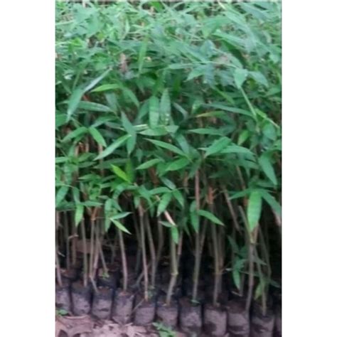 Jual bibit bambu apus bambu tali siap tanam | Shopee Indonesia