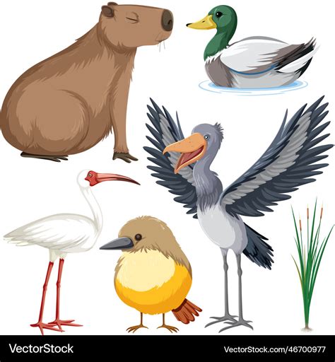 Various wetland animals collection Royalty Free Vector Image