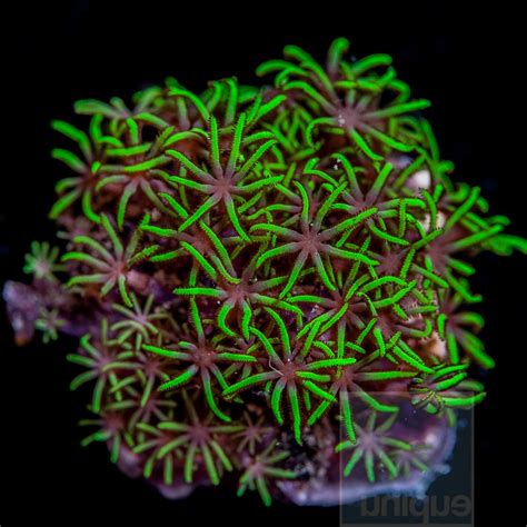 Green Star Polyps