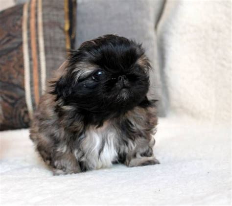 1000+ images about Pekingese Puppies - Fur Baby Peke's on Pinterest