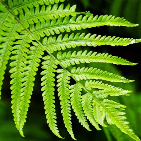 Greens Tree Fern | Upstate Flower Market