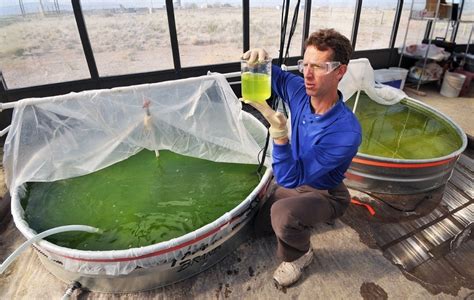 Algae Biofuel Emits at Least 50% Less Carbon than Petroleum Fuels ...