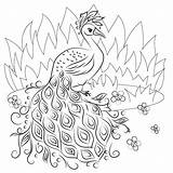 Happy Peacock Coloring Page  Free Printable Pages For Kids sketch template