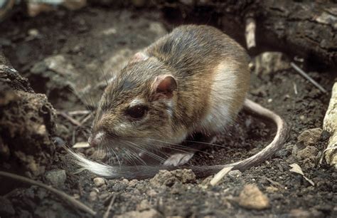 15 Texas Kangaroo Rat Facts - Facts.net