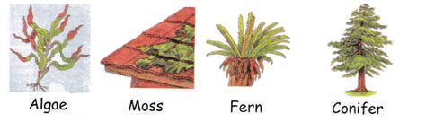 Plant classifications flowering and non flowering for kids