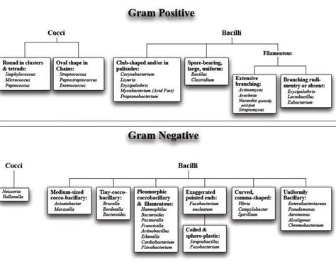 ClASSIFICATION OF BACTERIA ON BASIS OF GRAM STAIN | Microbiology ...