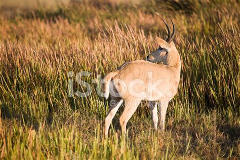 Reedbuck Stock Photo | Royalty-Free | FreeImages