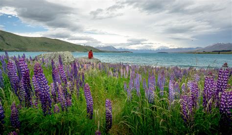 Lupins at Lake Tekapo New Zealand - Find Away Photography