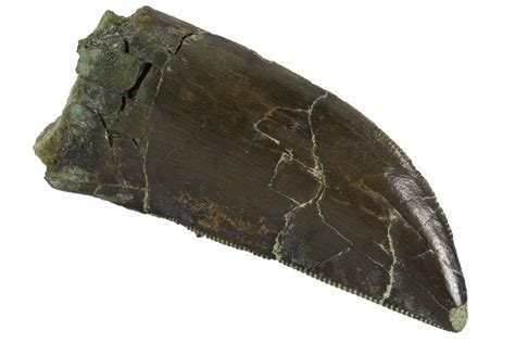 Serrated, 1.28" Allosaurus Tooth - Very Nice Tooth (#91373) For Sale - FossilEra.com