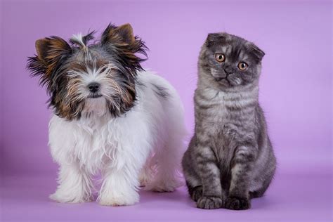 Why dog breeds look so very different, but cats don't | Live Science