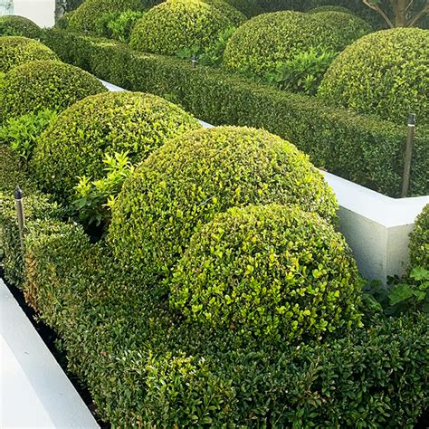 Buxus 'Korean Box' Topiary Ball 20" Pot - Hello Hello Plants