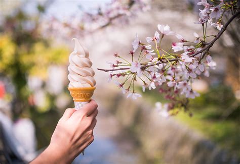 1-Day Kyoto Cherry Blossom Walking Itinerary - Travel Caffeine