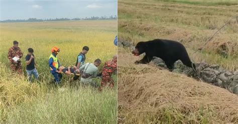 Wandering sun bear that attacked fireman captured | New Straits Times