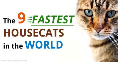 9 Fastest Domestic Cat Breeds in the World