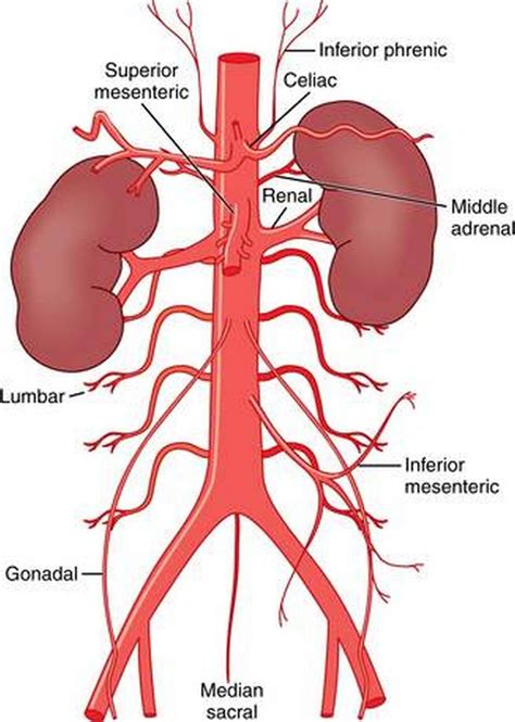 Pictures Of Abdominal Aorta