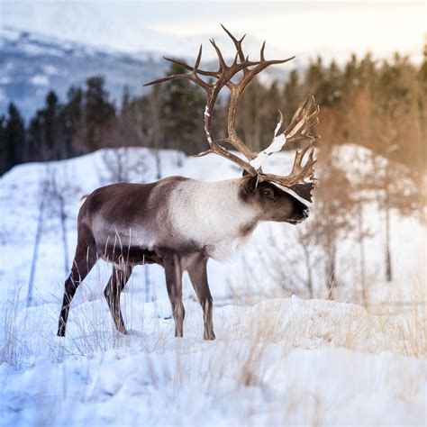 Woodland Caribou - Yukon Wildlife Preserve