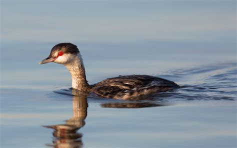 Horned Grebe | Audubon Field Guide