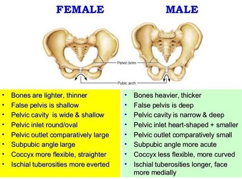 ️ Male and female pelvic girdle. Difference Between Male and Female Reproductive System (with ...