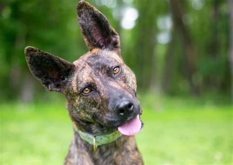 Dutch Shepherd - The Complete Breed Guide | All Things Dogs