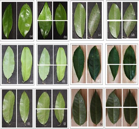 Variations in leaf apex shape, leaf blade shape and leaf base shape of... | Download Scientific ...