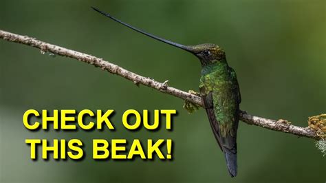 Hummingbird with the Longest Beak: Sword-billed Hummingbird - YouTube